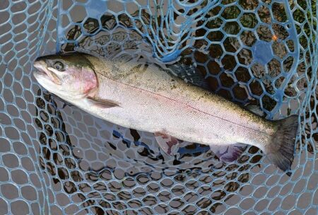 前回ほどではないがよく釣れてくれた平谷湖フィッシングスポット